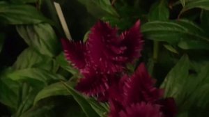 Celosia argentea