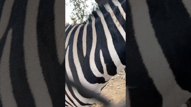 Казахи в Пакистане смотреть онлайн