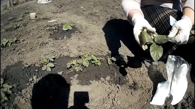 Борьба с СЕРОЙ ГНИЛЬЮ на клубнике. Fighting the gray rot on strawberries. смотреть онлайн