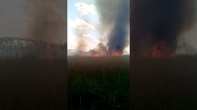 Камыш вокруг жилого дома, пожарные искали улицу на которой один дом(1) смотреть онлайн