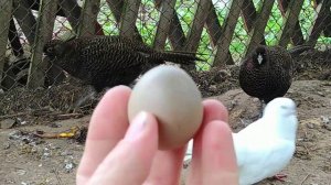 Когда  начинают нестись фазаны ? #фазаны #несушки #разведениеисодержаниефазанов