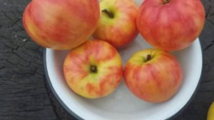 Яблоня сорт зимний Карнавал (apple Karneval). Необычно. Декоративно. Вкусно. Дегустация и обзор.