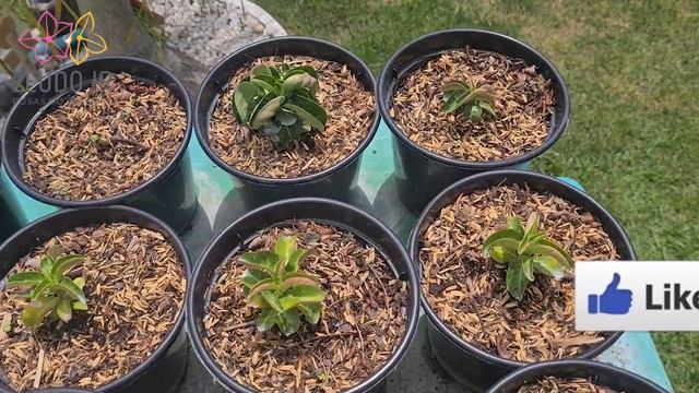 ROSA DO DESERTO - COMO ESTAO AS MINHAS MEDUSAS? смотреть онлайн