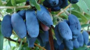 Выращивание жимолости как бизнес идея