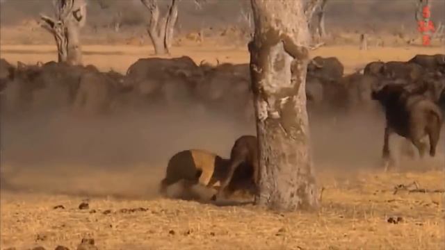 Хищники в деле, лев попался на рога. Самые эпичные битвы диких животных "за 5 минут" смотреть онлайн