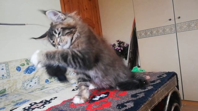 Котик чёрный тикированный с белой грудкой и тапочках смотреть онлайн