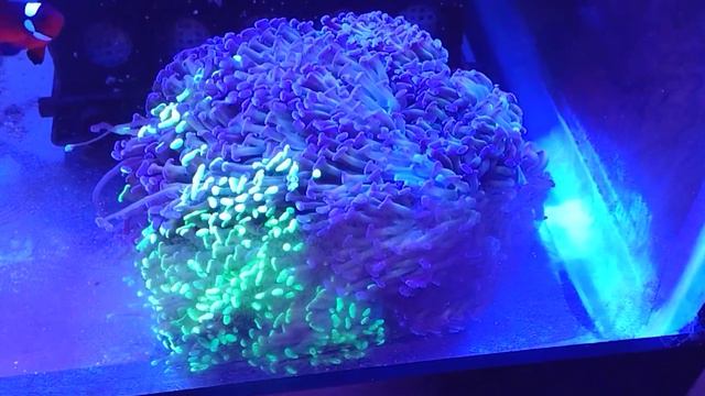 Bicolor Hammer Head смотреть онлайн