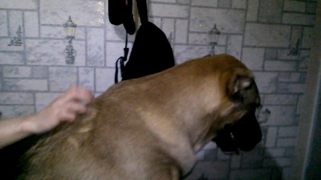 Ия требует ласку!)) смотреть онлайн