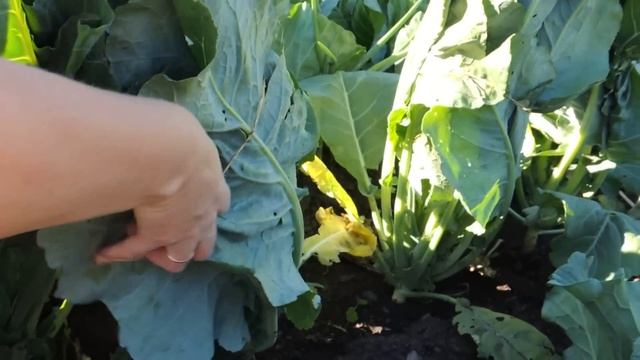 ЦВЕТНАЯ КАПУСТА//НЕ ЗАВЯЗЫВАЮТСЯ КОЧАНЫ,ЧТО ДЕЛАТЬ?СЕКРЕТ ОТЛИЧНОГО УРОЖАЯ смотреть онлайн