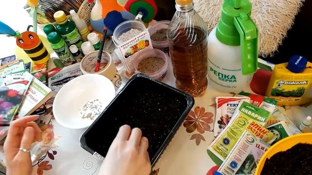 АСТРА . ПОСЕВ СЕМЯН АСТРЫ НА РАССАДУ. смотреть онлайн