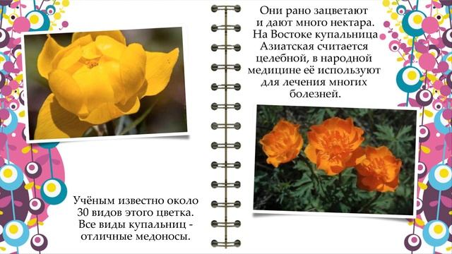 Огоньки, красивые цветы. смотреть онлайн