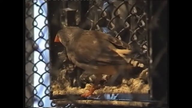 Шур, куропатки, амадины и канарейка