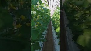 Теплицы в феврале. Выращивание огурцов зимой.