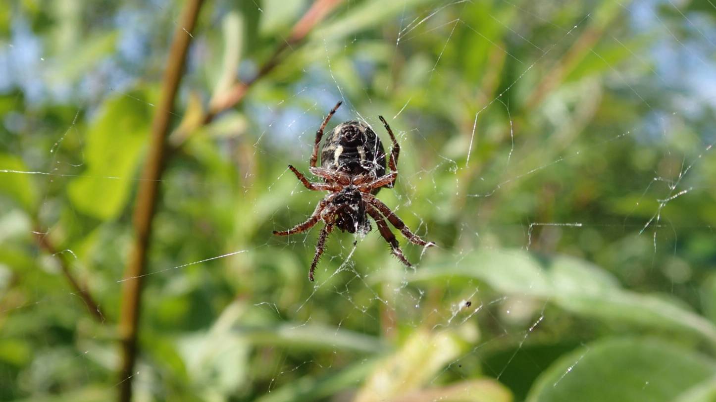 2024.07.11. Норильск. В тундре нашествие пауков! смотреть онлайн