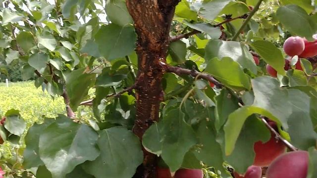 Абрикос Рубиста (Apricot Rubista). урожай 2022. Стабильный и урожайный сорт! смотреть онлайн