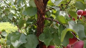 Абрикос Рубиста (Apricot Rubista). урожай 2022. Стабильный и урожайный сорт!