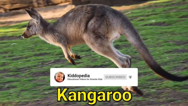 10 Cute But Dangerous Animals
