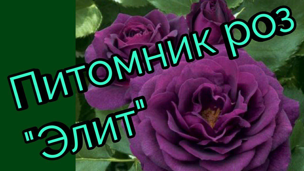 Розы из питомника Элит.Распаковка. смотреть онлайн