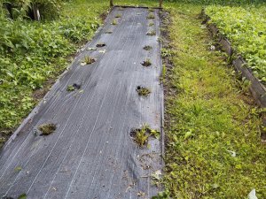 Как выращивать клубнику в открытом грунте ПОШАГОВО