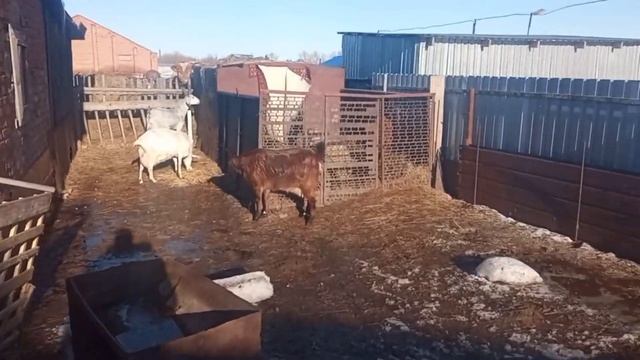 Козы и козлята на прогулке! Козы переходят на новый режим дня! Весна! Весне дорогу! смотреть онлайн