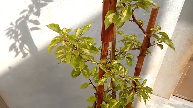 Bougainvillea plant care and tips | Variegated plant || SA Gardening смотреть онлайн