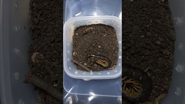 Кормление кольчатых сколопендр 1 (Scolopendra cingulata) смотреть онлайн