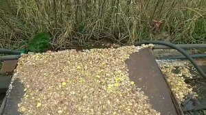 КАК ВЫРАСТИТЬ ПОДВОЙ ЯБЛОНИ ИЗ СЕМЯН.КАК ВЫРАСТИТЬ БОЛЬШЕРОСЛЫЙ ПОДВОЙ ЯБЛОНИ ЛЕСНОЙ(ДИЧКА)ЧАСТЬ1