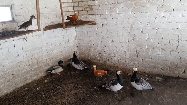 Белощекие казарки, Огарь, Мандаринки. смотреть онлайн