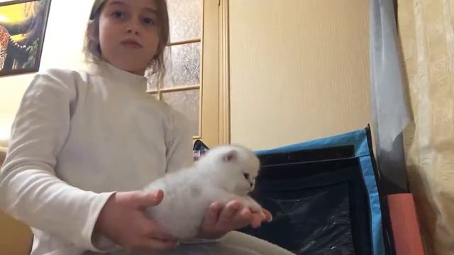 Котятам 3 недели смотреть онлайн