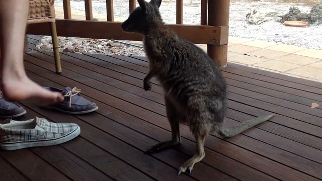 Cutest Wallaby смотреть онлайн