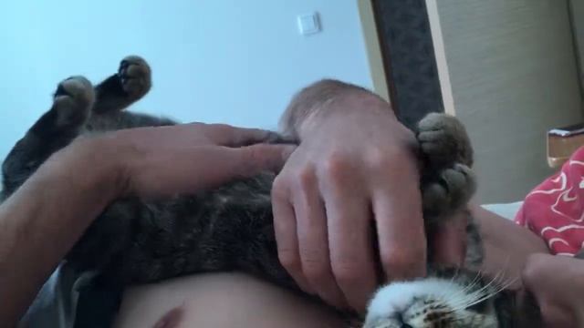 ДИКИЙ кот балдеет от ласки смотреть онлайн