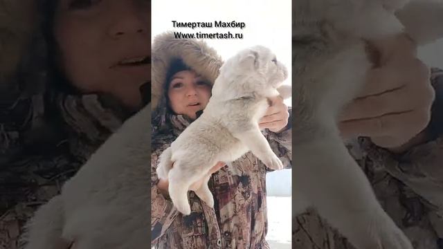 ТИМЕРТАШ МАХБИР от Брины и Лондона Доставка по миру щенок алабай +79048881825 viber whatsap puppy смотреть онлайн