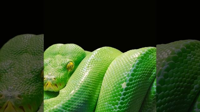 Massive Python spotted in Ballito смотреть онлайн