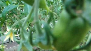 Томаты и острый перец Красный колокольчик 8 июня 2021.