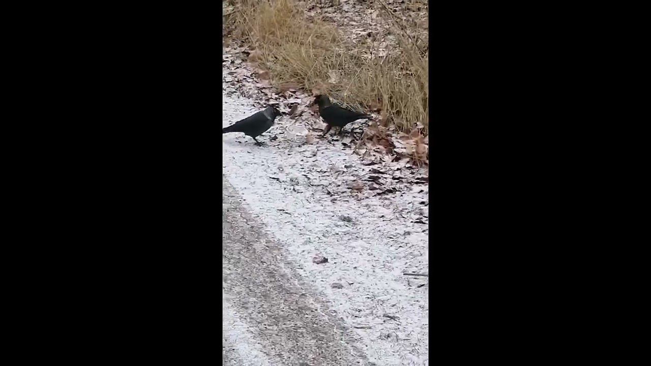 галки смотреть онлайн