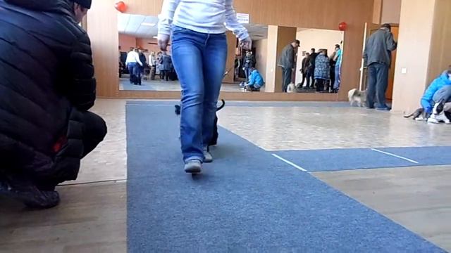 Хендлинг зал 2 смотреть онлайн