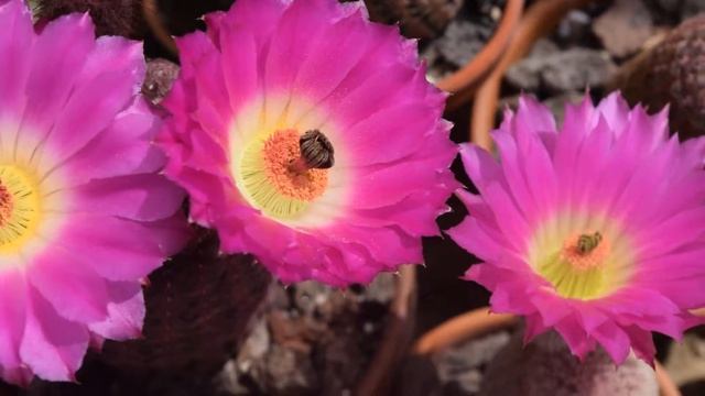 Echinocereus rigidissimus ssp rubispinus L088 смотреть онлайн