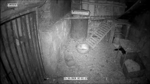 хорек ворует яйца и убивает кур