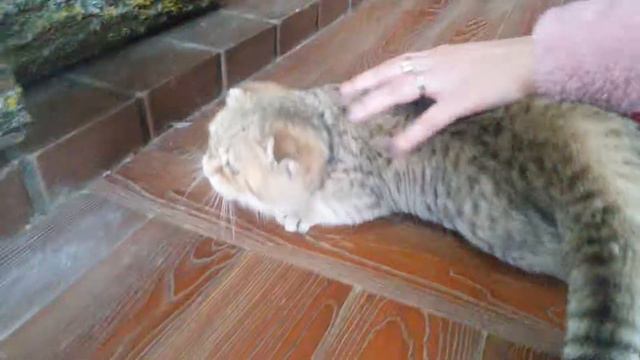 Male, Scottish fold(7) смотреть онлайн