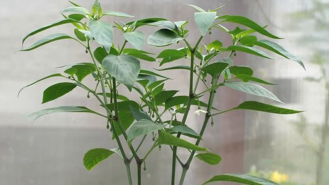 Горшок для перца Размер имеет значение. смотреть онлайн