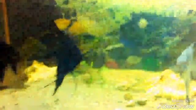/ОДИН ДЕНЬ ИЗ ЖИЗНИ МОИХ РЫБОК\ ИЛИ |ТАЙНАЯ ЖИЗНЬ МОИХ РЫБОК| смотреть онлайн