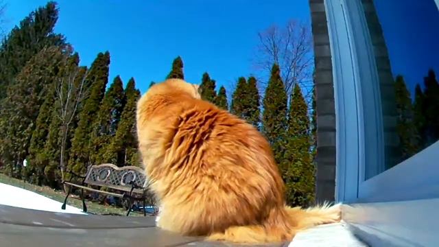 Наш Лютик♥️ смотреть онлайн