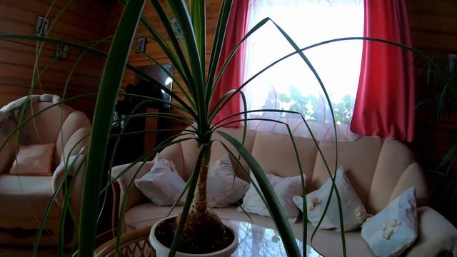 Растение необычайной красоты.Все о нолине( бокарнея) #нолина #комнатные #цветывдоме #слоновьянога смотреть онлайн