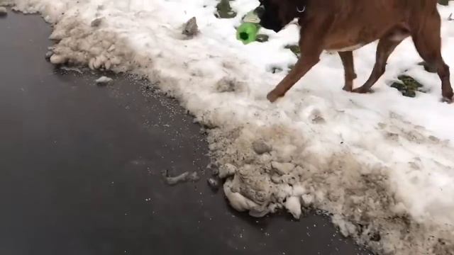 Собака приносит ошейник .Встреча с хаски смотреть онлайн