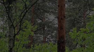 Расслабляющий дождь и гроза в лесу - звуки дождя и грома для сна слушать онлайн бесплатно