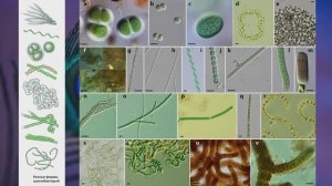 "Подцарство оксифотобактерии", Биология 7 класс, Сивоглазов.mp4