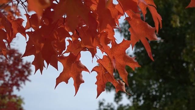 Very nice and relaxing music | Очень приятная и расслабляющая музыка смотреть онлайн