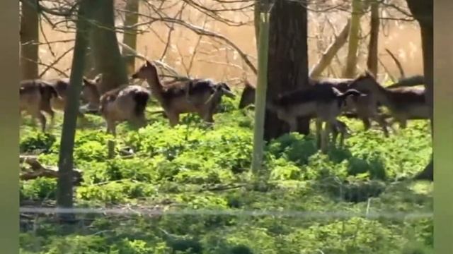 Capturing wildlife in Levington using the Canon Powershot SX530 HS смотреть онлайн