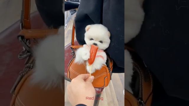 【Compilation】Dog Pet Puppy Pomeranian Grooming Teddy bear style ! dogs story! #short 52 смотреть онлайн