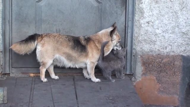 Собака и котенок смотреть онлайн